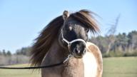 images/hettenbachs-minishettys/galerie/dundee_gro.jpg