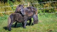 images/hettenbachs-minishettys/galerie/pony-022.jpg