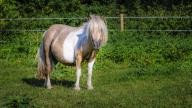 images/hettenbachs-minishettys/galerie/pony-044.jpg