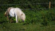 images/hettenbachs-minishettys/galerie/pony-055.jpg