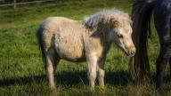 images/hettenbachs-minishettys/galerie/pony-065.jpg