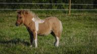 images/hettenbachs-minishettys/galerie/pony-074.jpg